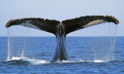 whale tail