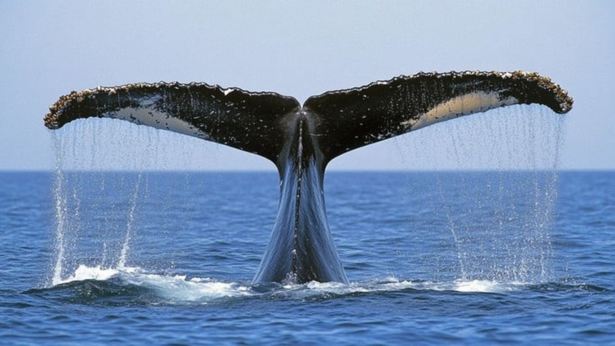 whale tail